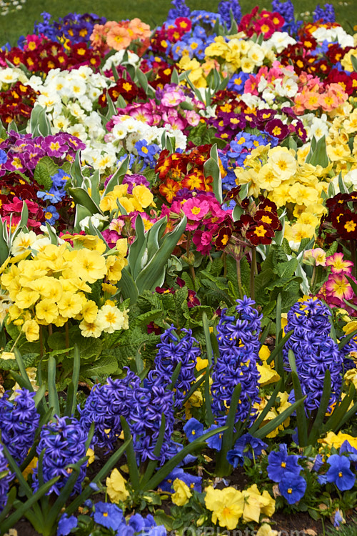 Brilliant spring colour from polyanthus and hyacinths, with the foliage of yet to bloom variegated foliage tulips.