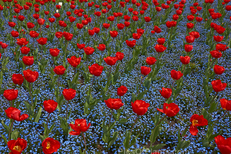 Bright red tulips in a carpet of blue-flowered forget-me-nots.