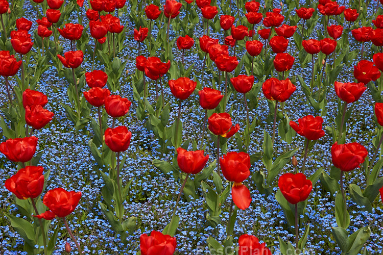 Bright red tulips in a carpet of blue-flowered forget-me-nots.