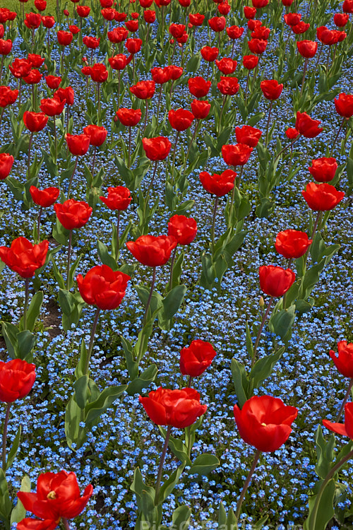 Bright red tulips in a carpet of blue-flowered forget-me-nots.