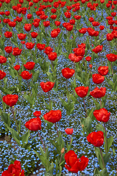 Bright red tulips in a carpet of blue-flowered forget-me-nots.