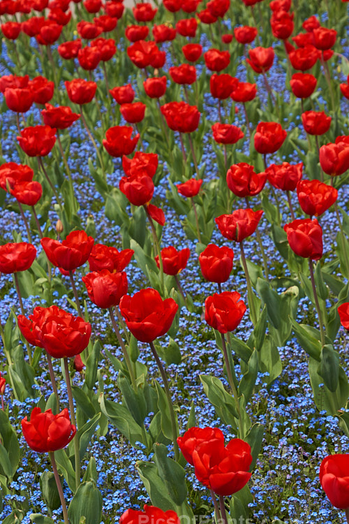 Bright red tulips in a carpet of blue-flowered forget-me-nots.