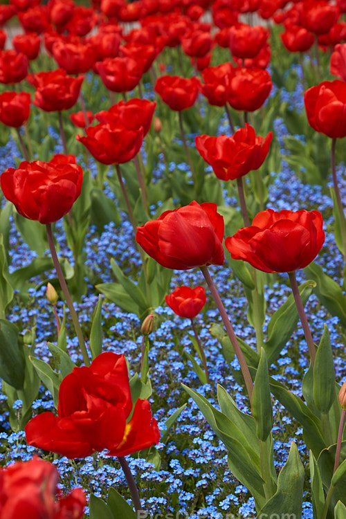 Bright red tulips in a carpet of blue-flowered forget-me-nots.