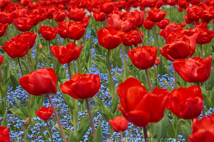 Bright red tulips in a carpet of blue-flowered forget-me-nots.