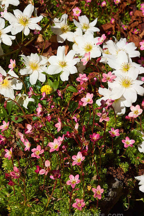 A small saxifrage with an evergreen groundcover clematis.