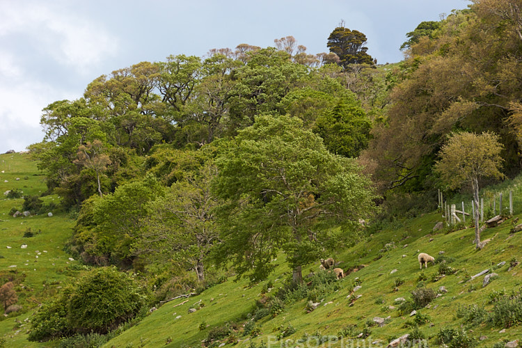 A mixed group of native and exotic trees on Banks Peninsula, New Zealand.