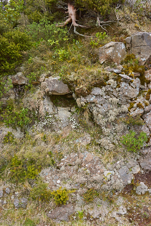 Small plants clinging perilously to a rock face. Banks Peninsula, New Zealand.