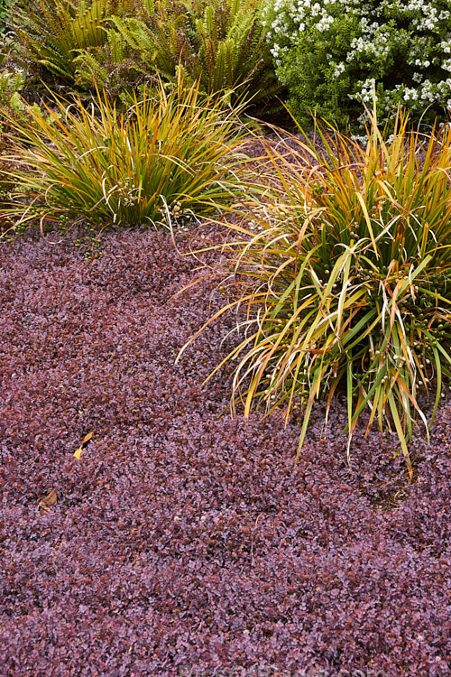 The contrasting foliage and growth habit of a purple-leafed <i>Acaena</i> and <i>Libertia</i>.