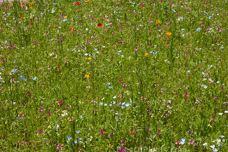 A meadow garden grown from mixed wildflower seeds.