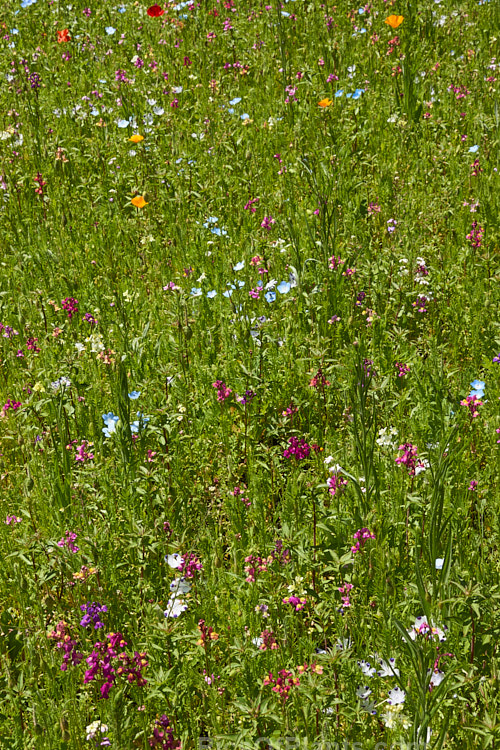 A meadow garden grown from mixed wildflower seeds.