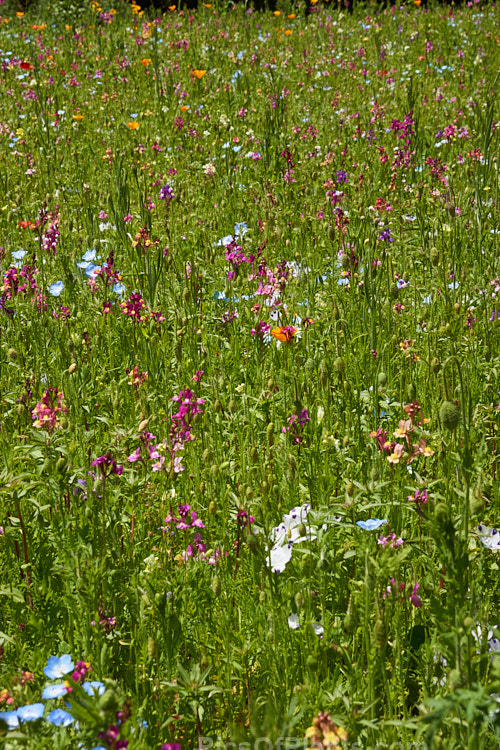 A meadow garden grown from mixed wildflower seeds.