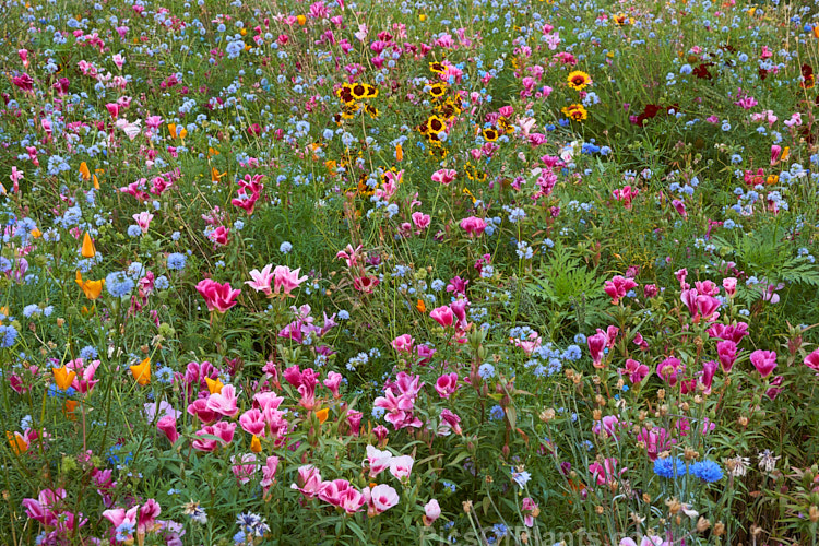 A meadow garden grown from mixed wildflower seeds.