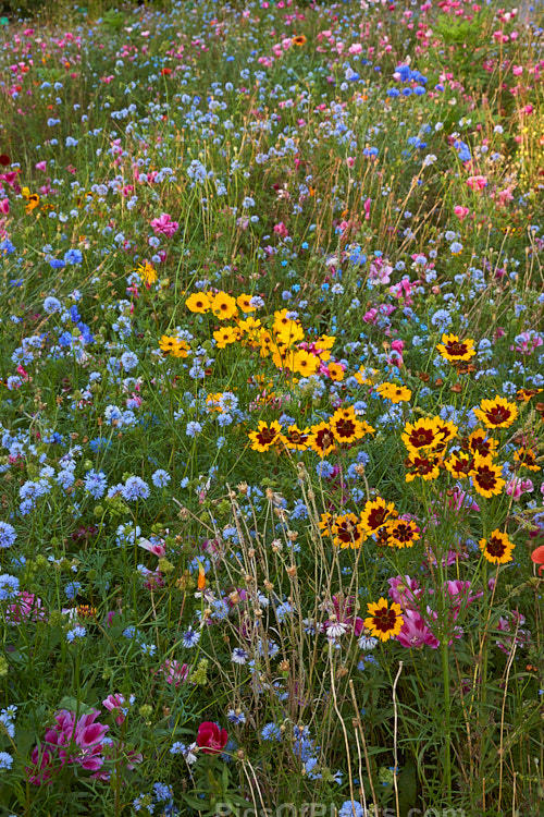 A meadow garden grown from mixed wildflower seeds.