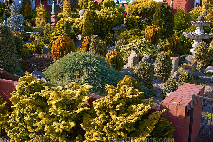 A garden made up entirely of dwarf conifers, mainly gold- or blue-foliaged cultivars.