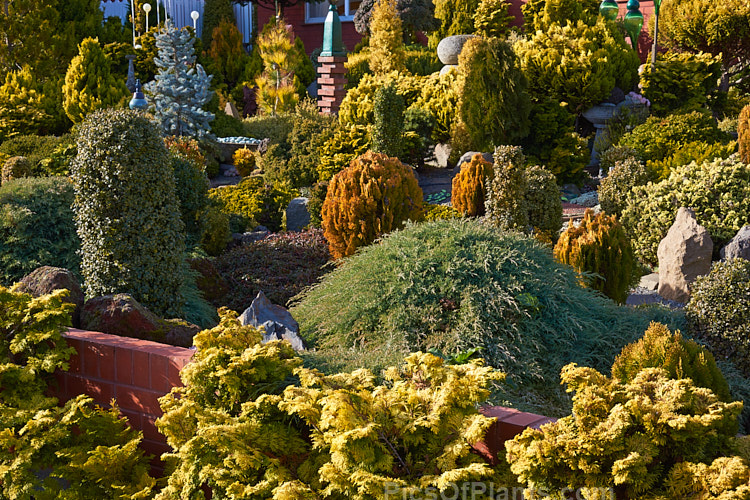 A garden made up entirely of dwarf conifers, mainly gold- or blue-foliaged cultivars.