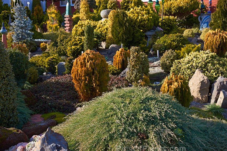 A garden made up entirely of dwarf conifers, mainly gold- or blue-foliaged cultivars.