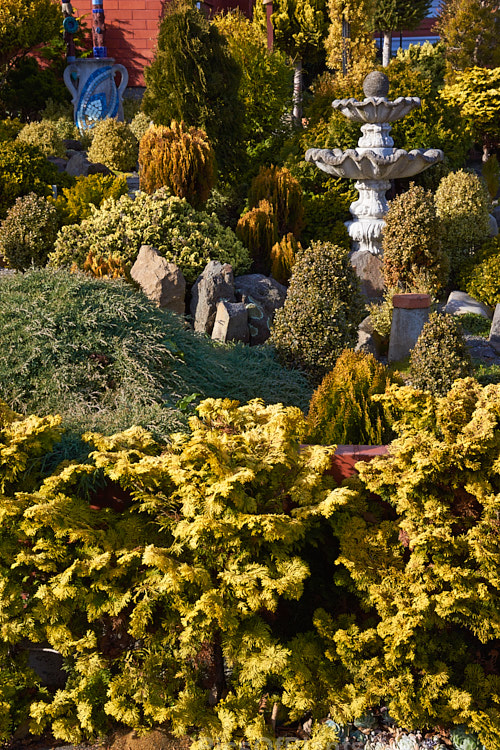 A garden made up entirely of dwarf conifers, mainly gold- or blue-foliaged cultivars.