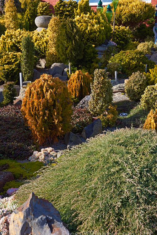 A garden made up entirely of dwarf conifers, mainly gold- or blue-foliaged cultivars.