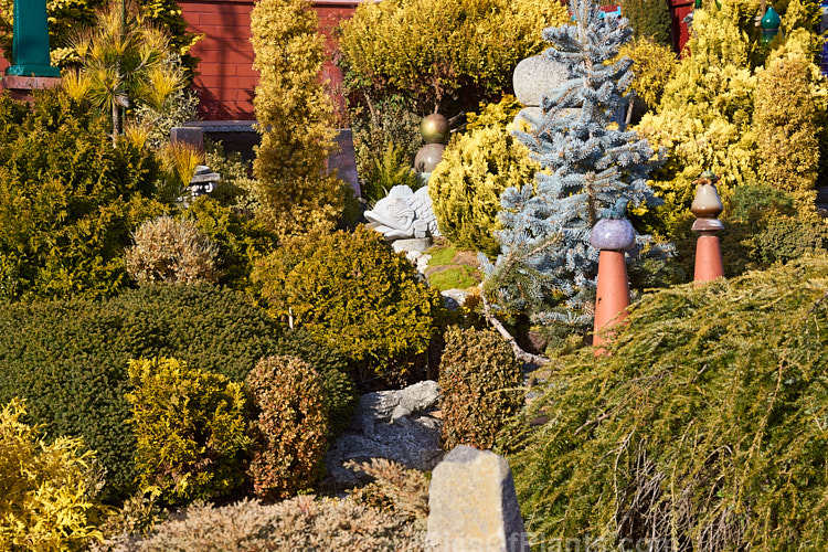 A garden made up entirely of dwarf conifers, mainly gold- or blue-foliaged cultivars.