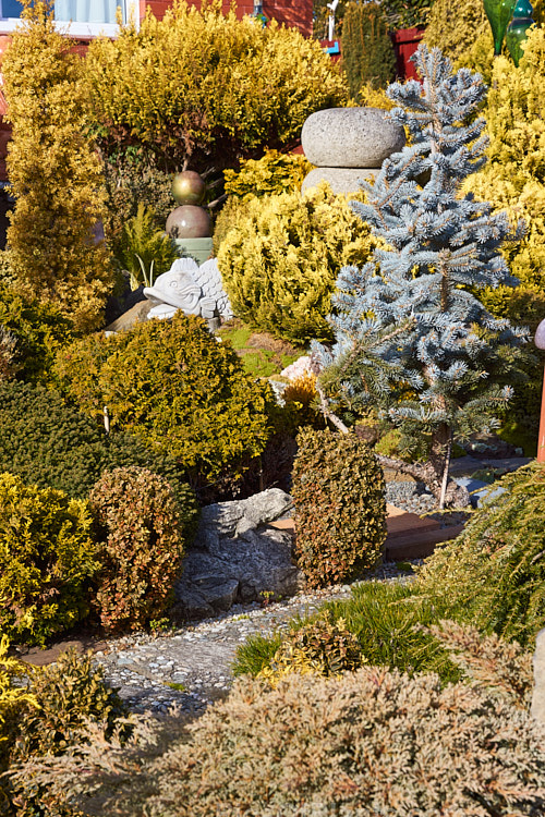 A garden made up entirely of dwarf conifers, mainly gold- or blue-foliaged cultivars.