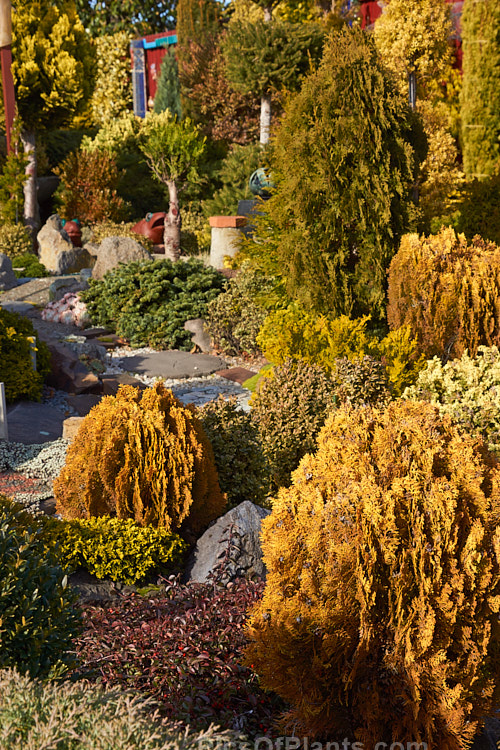 A garden made up entirely of dwarf conifers, mainly gold- or blue-foliaged cultivars.