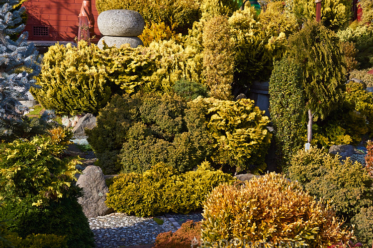 A garden made up entirely of dwarf conifers, mainly gold- or blue-foliaged cultivars.