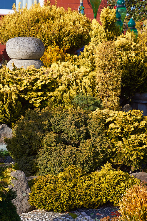 A garden made up entirely of dwarf conifers, mainly gold- or blue-foliaged cultivars.