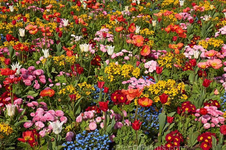 A brilliant display of spring flowers, including tulips, poppies, bellis daisies, wallflowers and forget-me-nots.