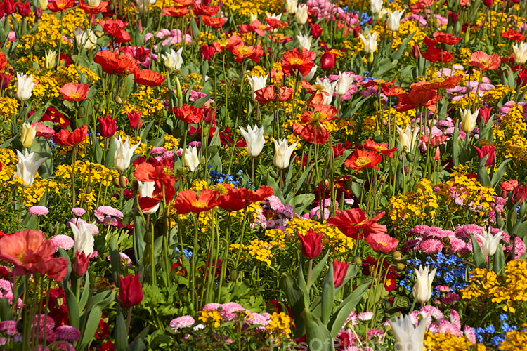 A brilliant display of spring flowers, including tulips, poppies, bellis daisies, wallflowers and forget-me-nots.