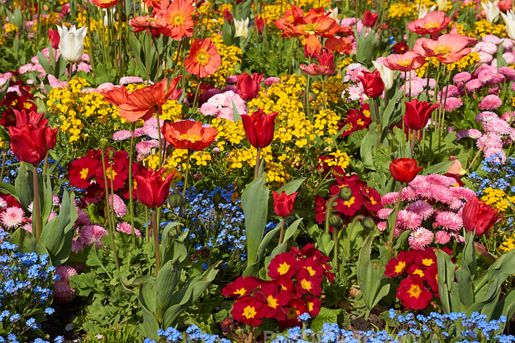 A brilliant display of spring flowers, including tulips, poppies, bellis daisies, wallflowers and forget-me-nots.