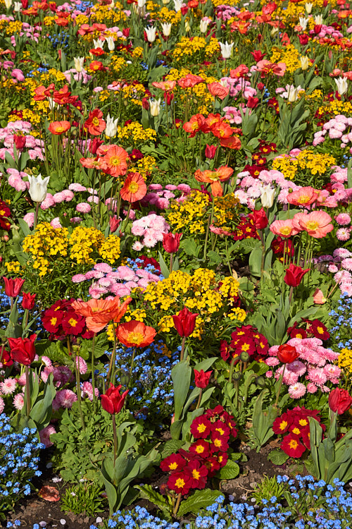 A brilliant display of spring flowers, including tulips, poppies, bellis daisies, wallflowers and forget-me-nots.