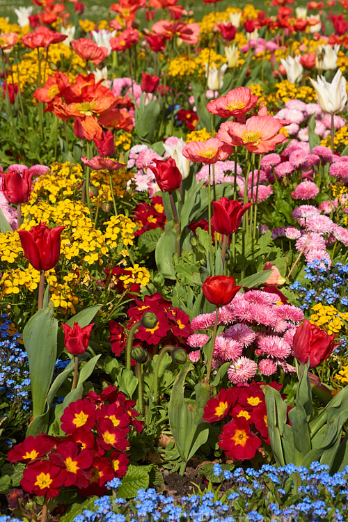 A brilliant display of spring flowers, including tulips, poppies, bellis daisies, wallflowers and forget-me-nots.