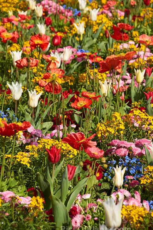 A brilliant display of spring flowers, including tulips, poppies, bellis daisies, wallflowers and forget-me-nots.