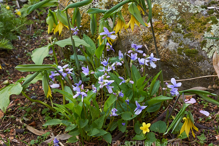 Two <i>Viola</i> cultivars and a <i>Uvularia</i>.