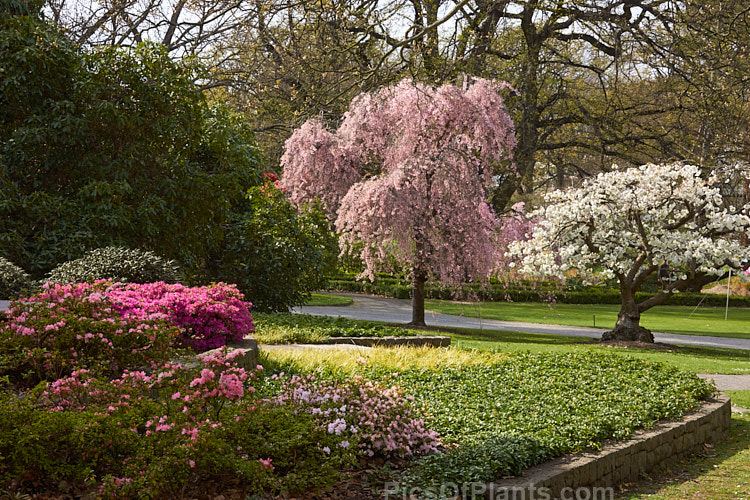 A spring garden with cherry blossom and evergreen azalea flowers.