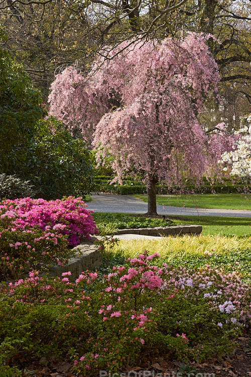 A spring garden with cherry blossom and evergreen azalea flowers.