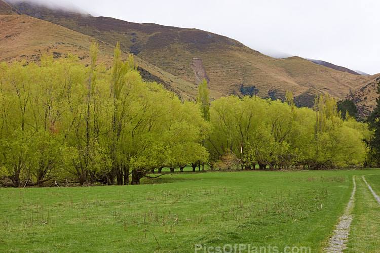 Willows and poplars with very young, bright green spring foliage.