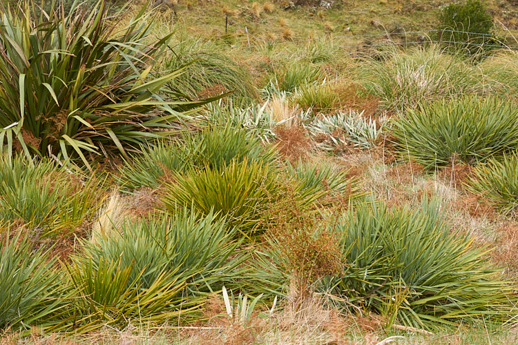 A natural group of subalpine New Zealand plants with narrow of spear-like foliage. The group includes <i>Phormium</i>, <i>Aciphylla</i> and <i>Celmisia</i> as well as various grasses.