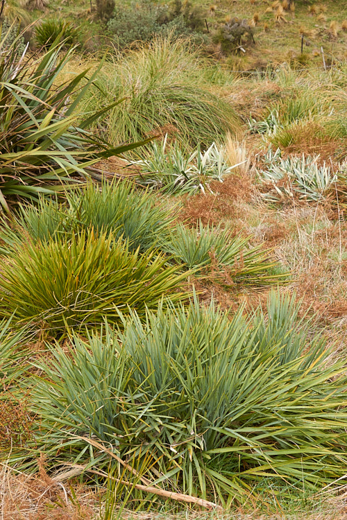 A natural group of subalpine New Zealand plants with narrow of spear-like foliage. The group includes <i>Phormium</i>, <i>Aciphylla</i> and <i>Celmisia</i> as well as various grasses.