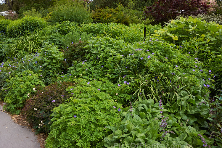 An herbaceous perennial border in late spring before the taller plants have started to flower.