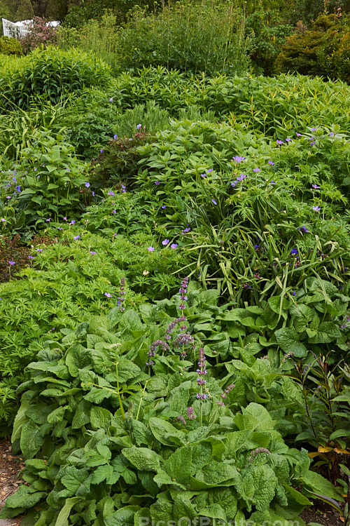 An herbaceous perennial border in late spring before the taller plants have started to flower.