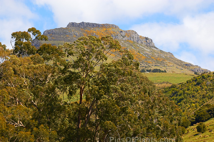 Mt Bradley is the second highest hill (after Mt Herbert</i>) on Banks Peninsula, Canterbury, New Zealand. It is shown here in a view from Orton Bradley Park.