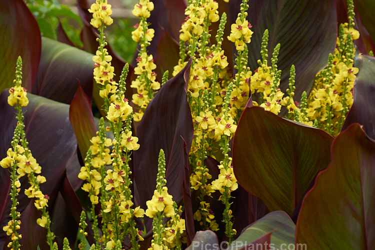 Yellow <i>Verbascum</i> flowers against purple-red <i>Canna</i> foliage.