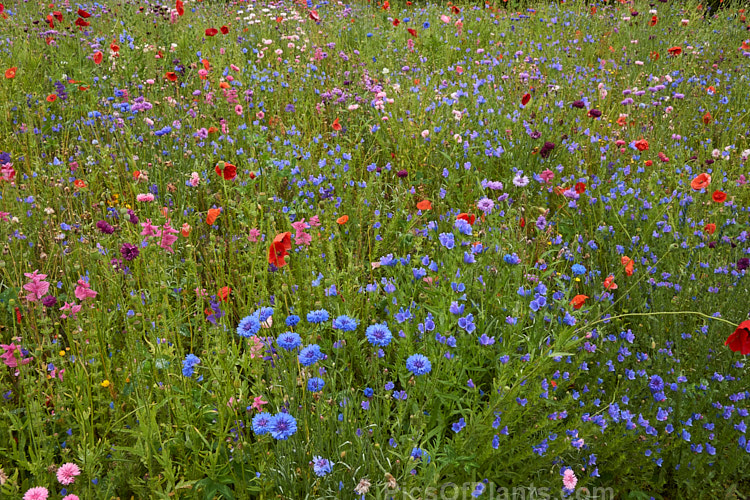 A meadow garden of mixed wildflowers raised from seed.