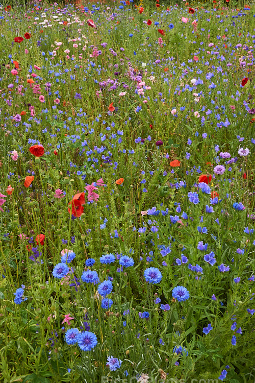 A meadow garden of mixed wildflowers raised from seed.