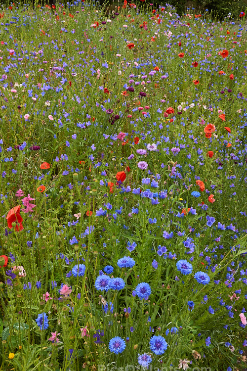 A meadow garden of mixed wildflowers raised from seed.