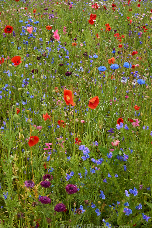 A meadow garden of mixed wildflowers raised from seed.