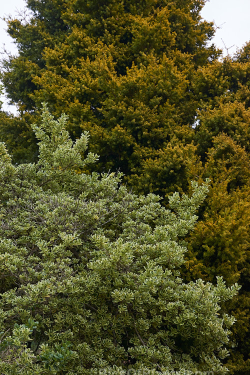 Two coloured foliage cultivars of New Zealand plants. In the foreground is the boldly variegated <i>Coprosma repens</i> 'Marble Queen' and behind it is a Golden Totara (<i>Podocarpus totara</i> 'Aurea'.