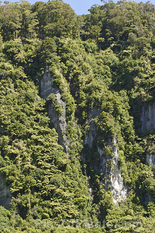 Rugged bush clad cliffs in the temperate rainforest near Punakaiki, Westland, New Zealand.