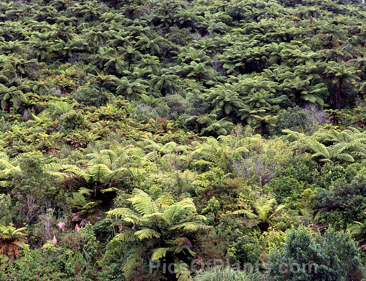 Tree ferns of the genera Dicksonia and Cyathea in the temperate rainforest near Punakaiki, Westland, New Zealand. Despite their lush and somewhat delicate appearance, tree ferns are rugged plants that are often among the first colonisers of cleared land.